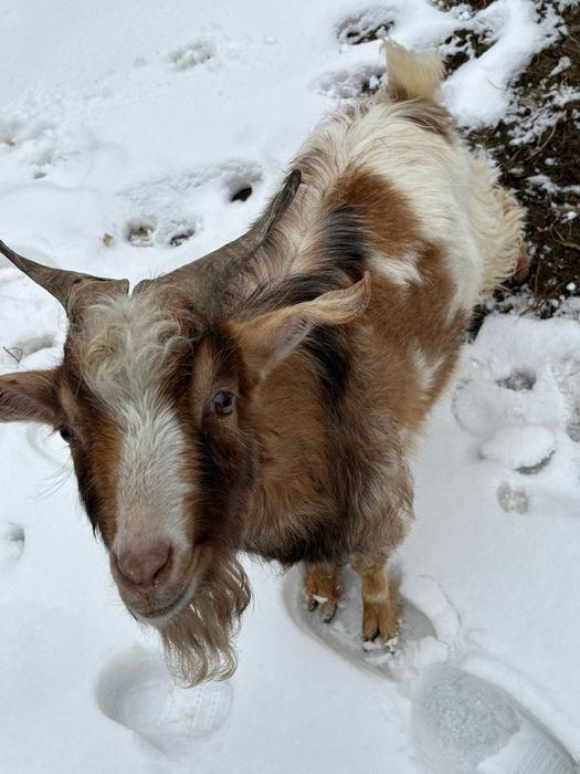 Vând tap  pentru monta