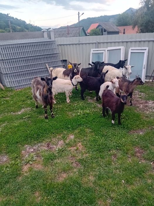 Capre cu iezi de vanzare