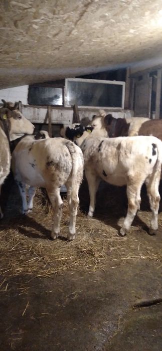 Vaci și Vițele de Vînzare