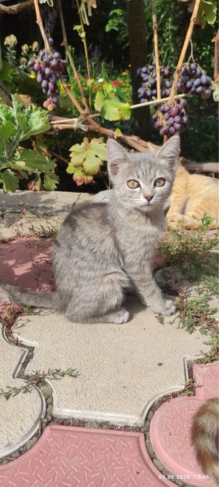 Алматы! Очаровательные котята ищут дом!