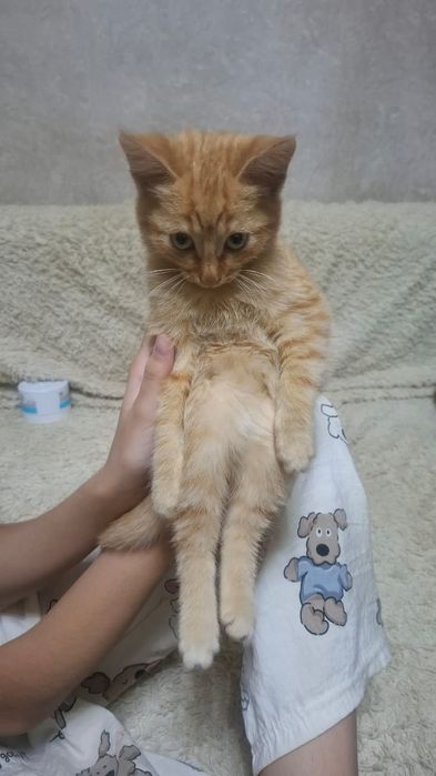 Отдам котенка в хорошие руки