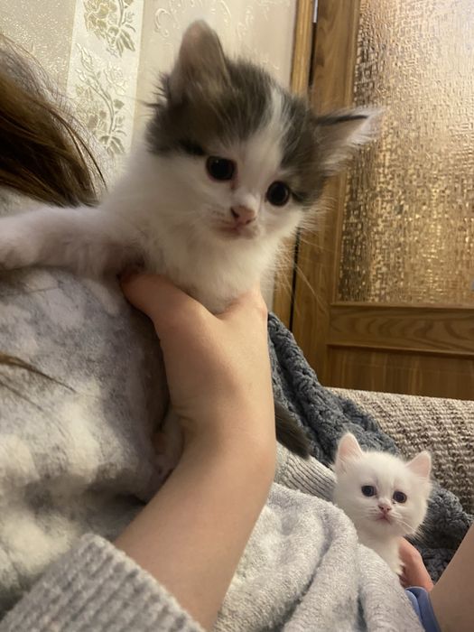 Котенок  пародистый
