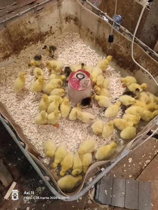 Boboci gasca leșești!