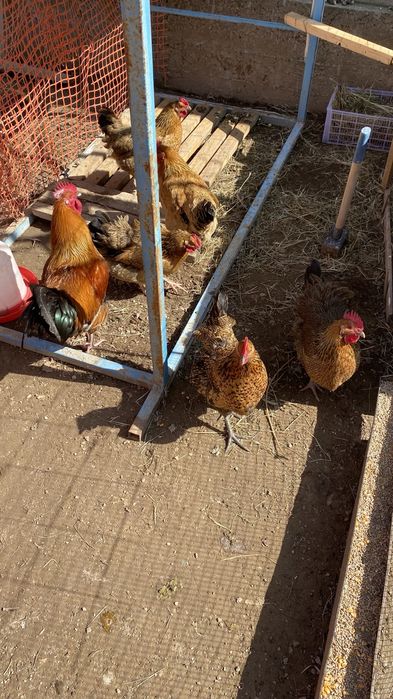 Кучин жұмыртқасы бар