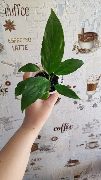 Продам женское счастье