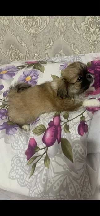 Продаются элитные чистокровные щенки породы «Пекинес»