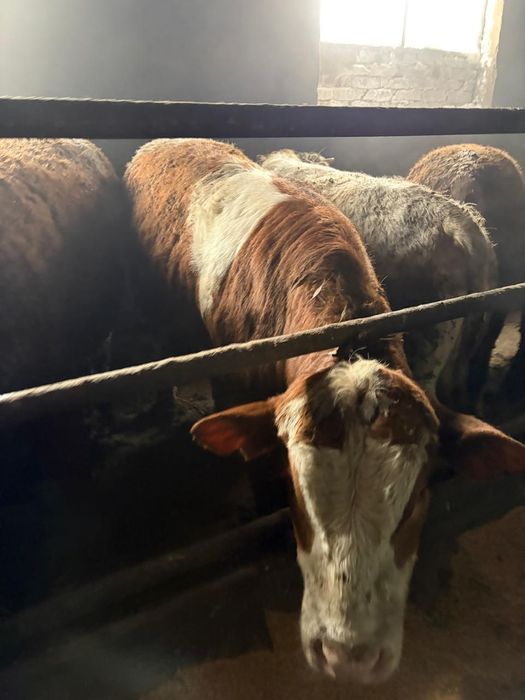 Продаются бычки откорм