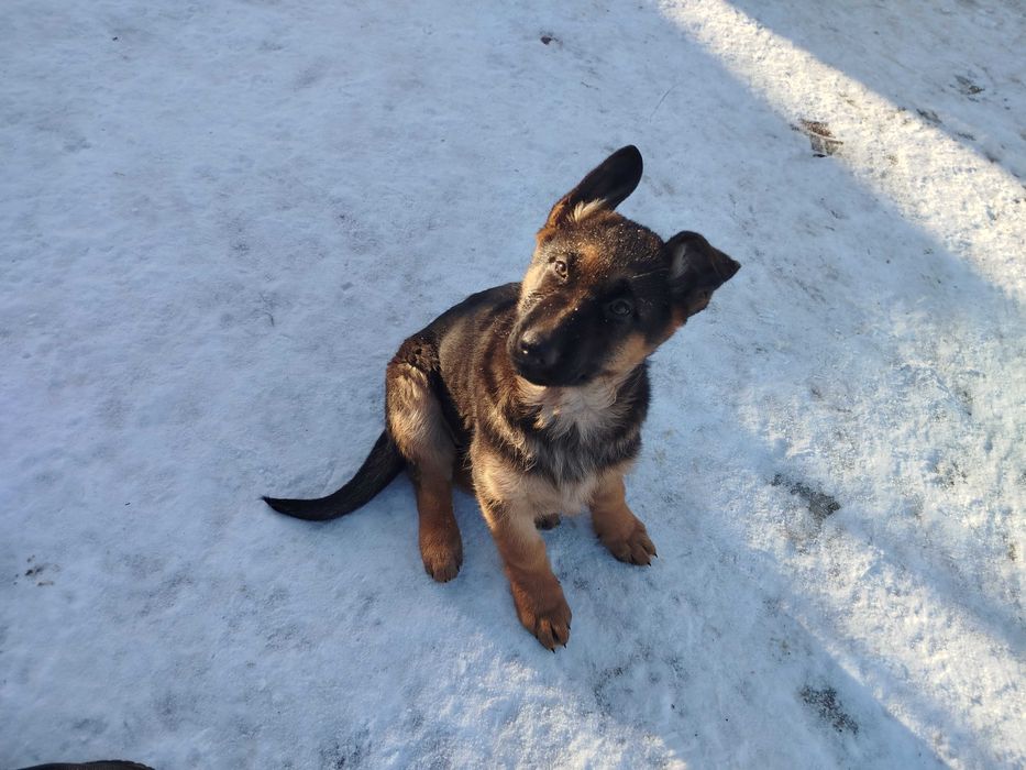 Щенки немецкой овчарки