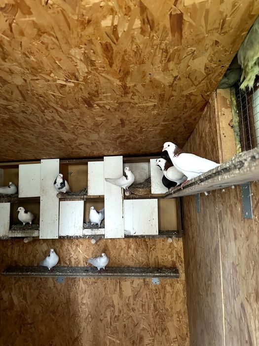 Голуби- павлины , гривуны