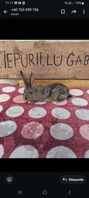 Vând 2 iepuri masculi belgieni