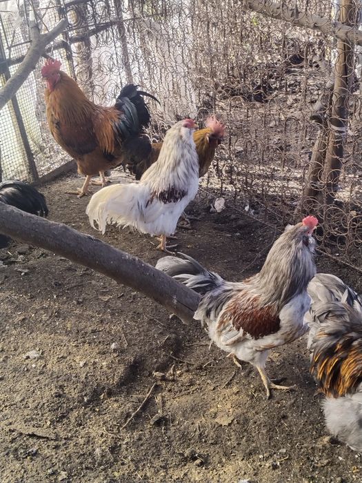 Продам  породистых петухов :