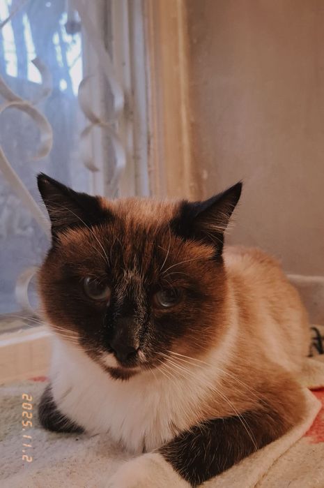 Очаровательный Барри к 10  месяцев