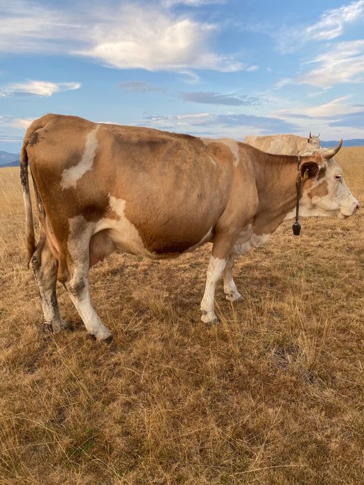 Vaca  de  vanzare