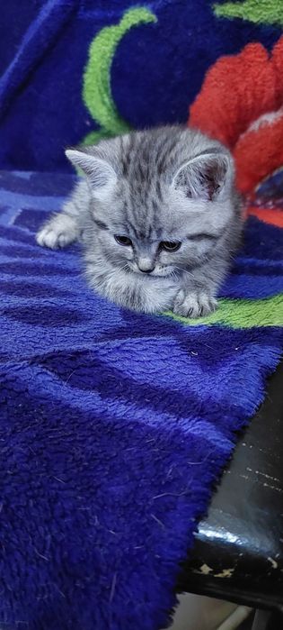 Британские котята.г. Шымкент