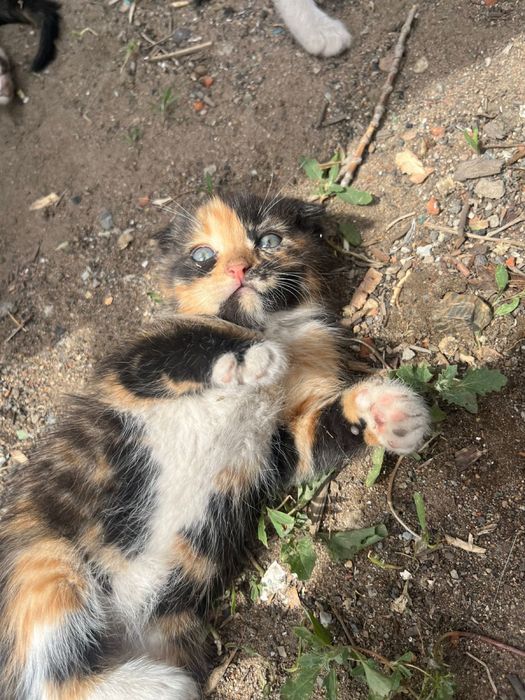 Отдам красивых котят.
