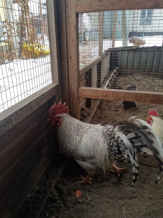 Продам молодых Петушков