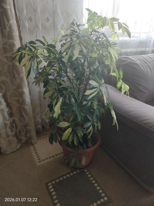 Комнатные растения