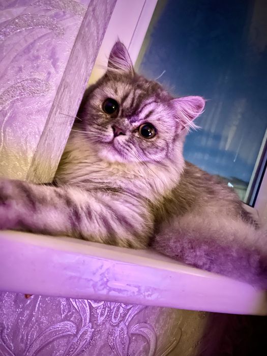 Продам кот Парода Персидская