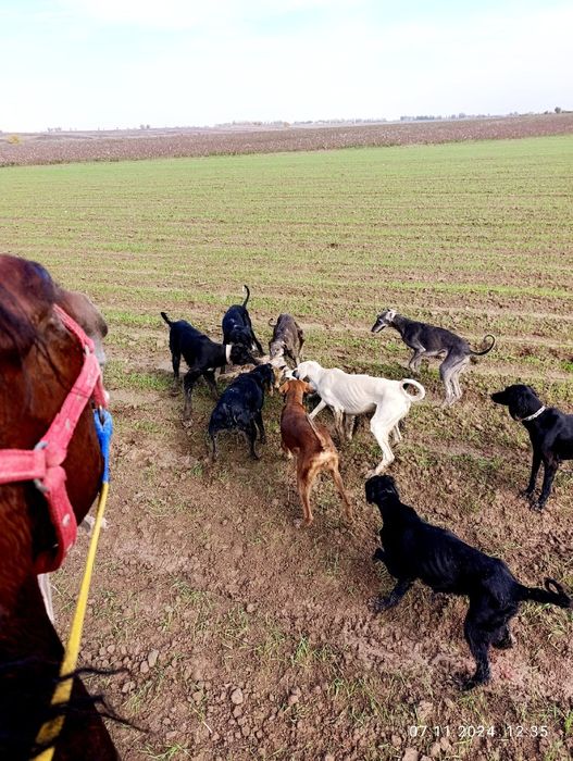 Тайган ва този зотли овчи итлар бор