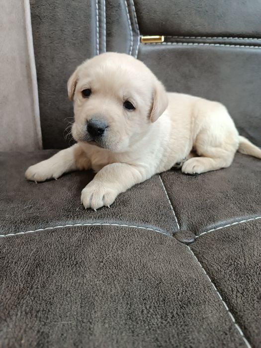 Щенок лабрадора.мальчик