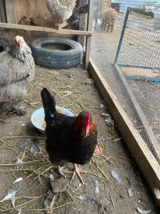 Продам хороших курей