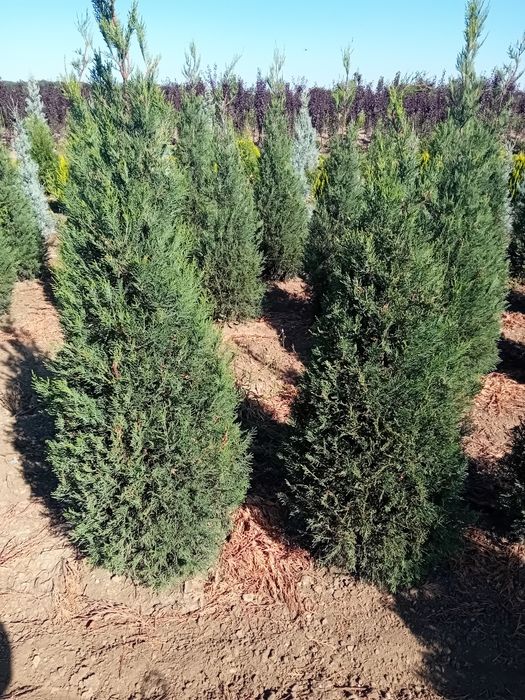 Chiparos leylandi plantație, pepinieră