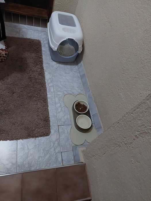 Подарявам Белгийско мъжко коте