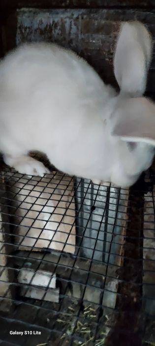 Срочна продам кроликав