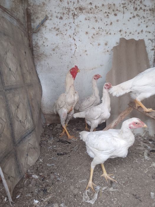 О Шамо Ташкент. Чистокровные