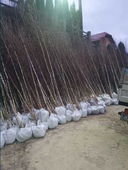 Tei & Platan Maturați | Arbori Foioși 3-5m+