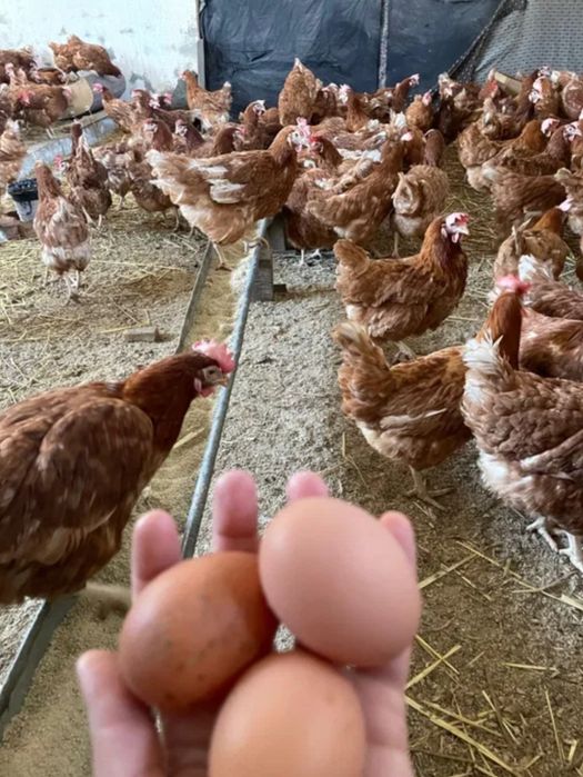 Găini Roșii ouătoare 90% împanate! 18 Lei buc.