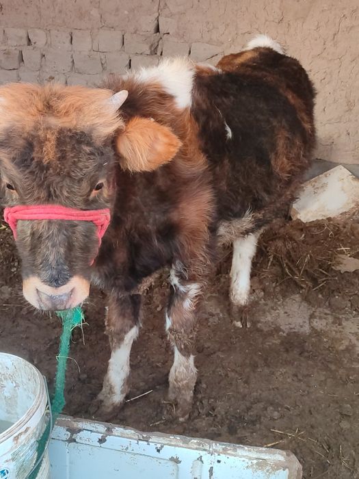 Бағасы 400 мың,  Нұртас ауылында