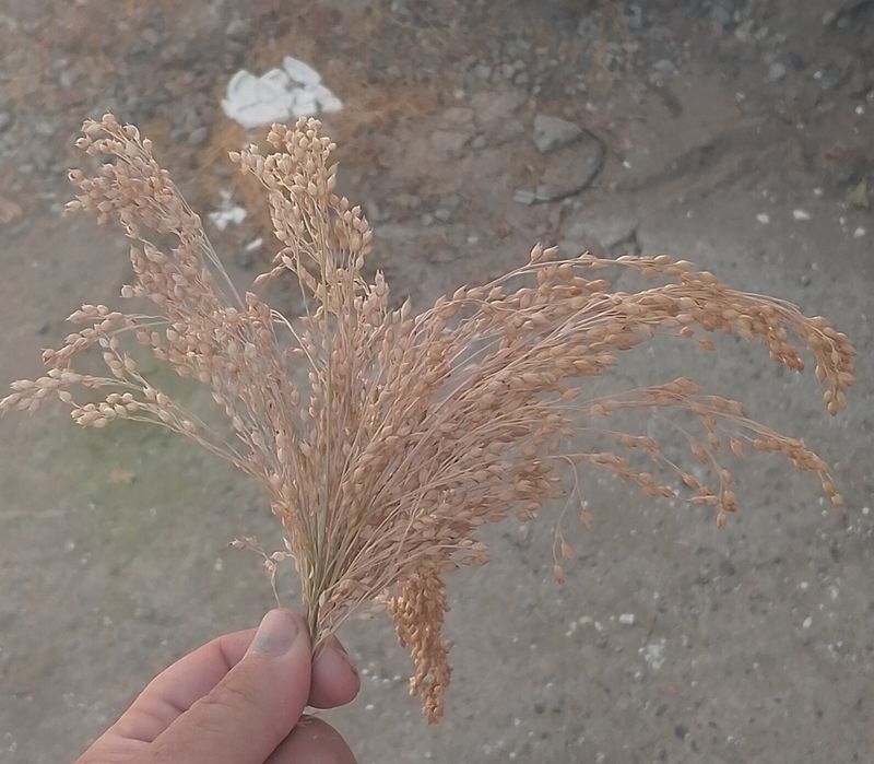 Arpa sotiladi bu