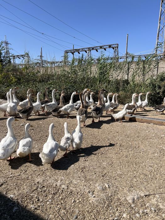 Гозлар сотилади оптом