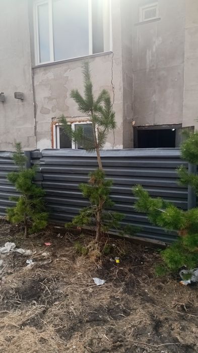 Продам елку и сосну