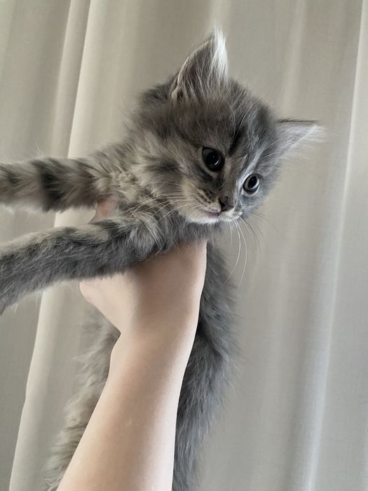 продам котят, вислоухие шотладцы