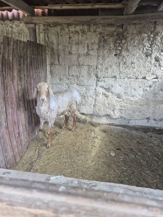 Қой Қошқар Арашан