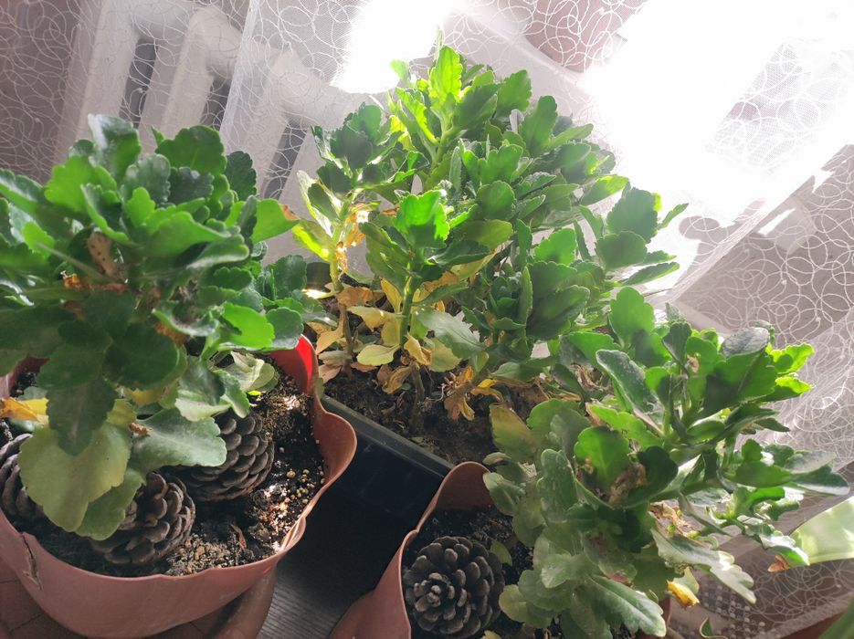 Домашние цветы ,каланхоэ,алоэ