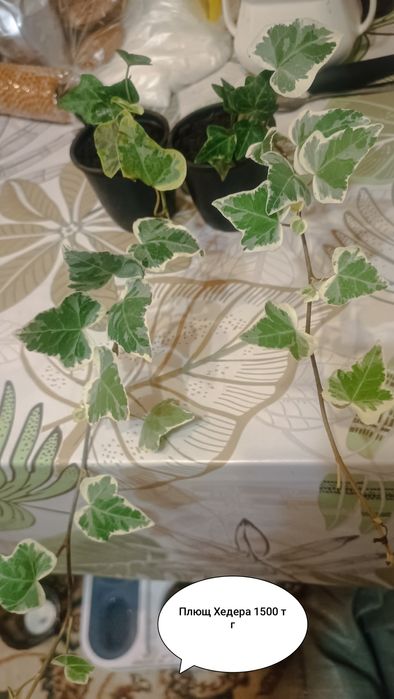 Продам комнатные цветы