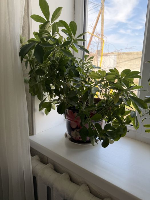 Шеффлера    древовидная