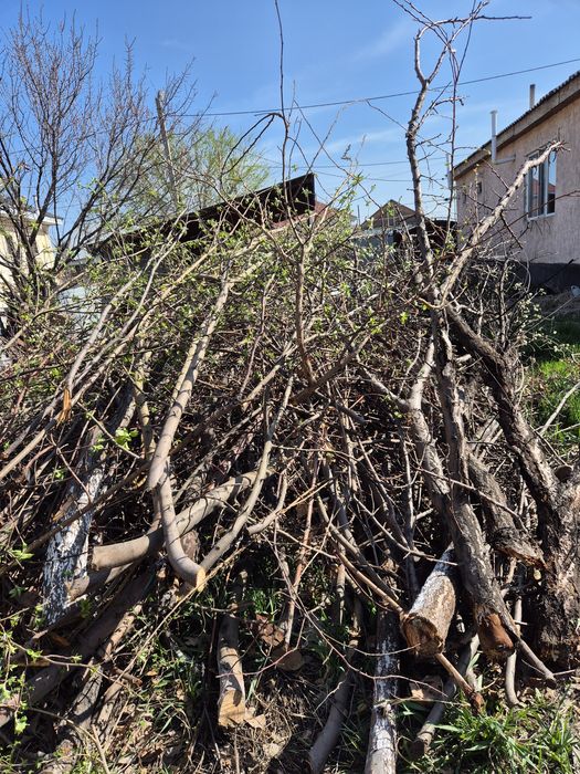 Отдам бесплатно дрова