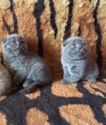 Детки скоттиш фолд и скоттиш страйт