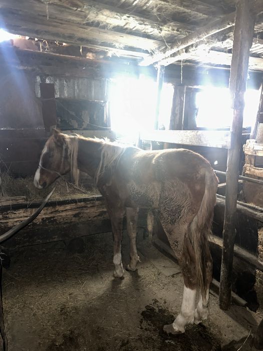 Жылкы сатылады, продам лошадь