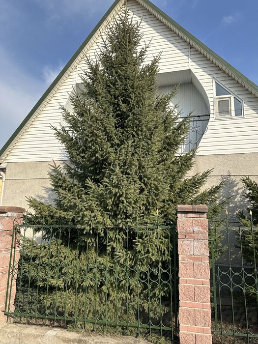 Продам Ель/Ёлка.