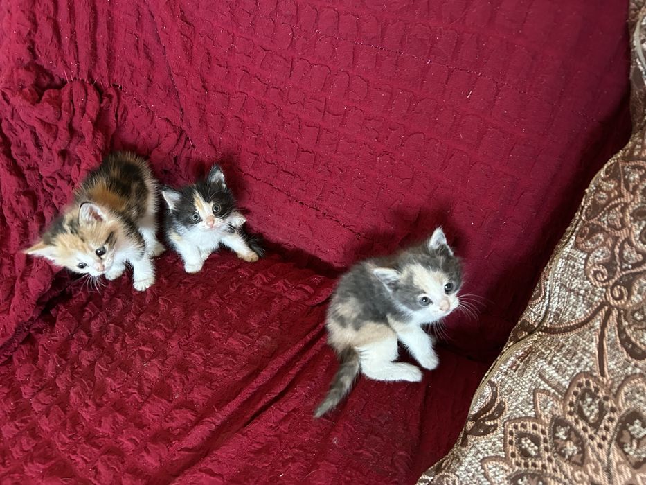 Красивые Котята даром