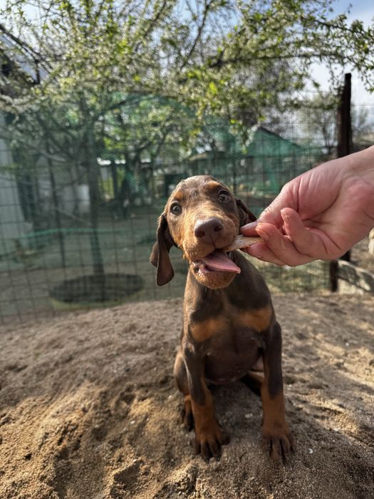 Срочно! Щенки доберма