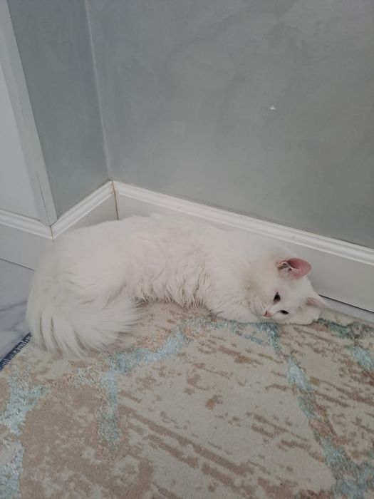 Кошка мысык сатылады