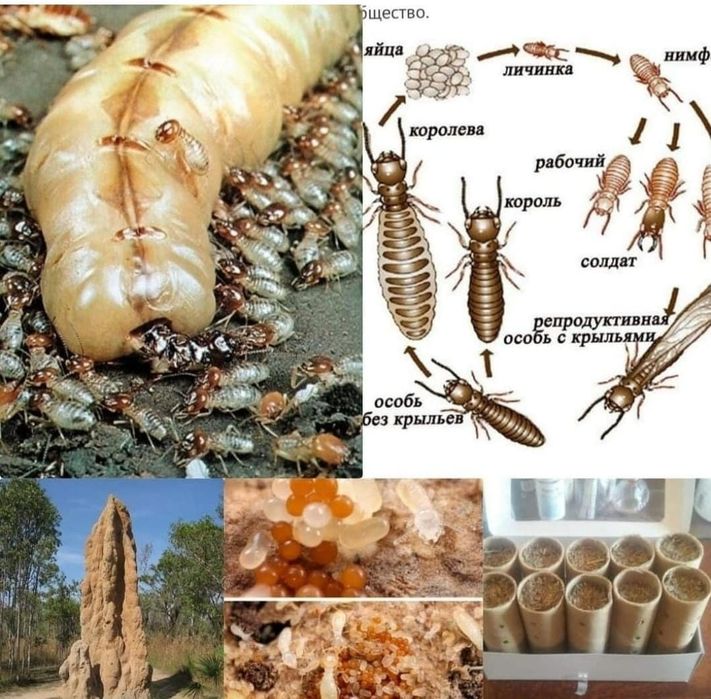 Қабылдау кезінде дәрігер аруды трахает етті.