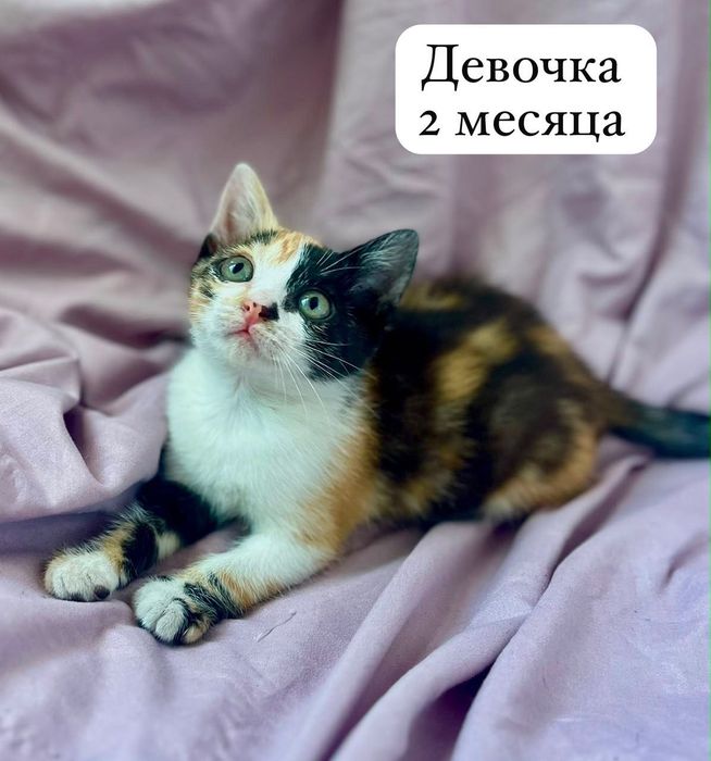 Отдам котенка девочку в добрые руки