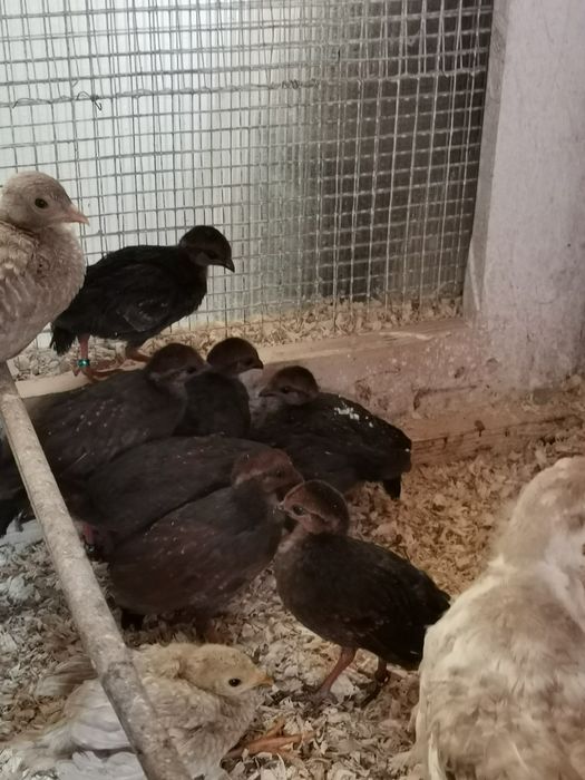 Prepelițe roul roul